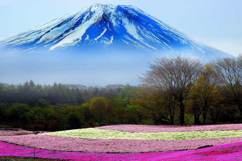 Mount Fuji with Flowers — Blue, Serene, Spring