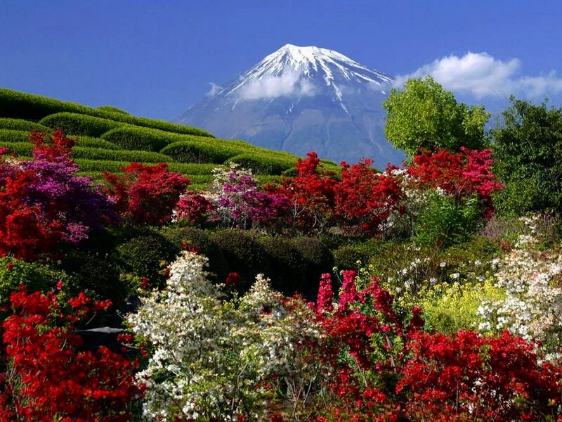 Mount Fuji with Flowers — Blue, Serene