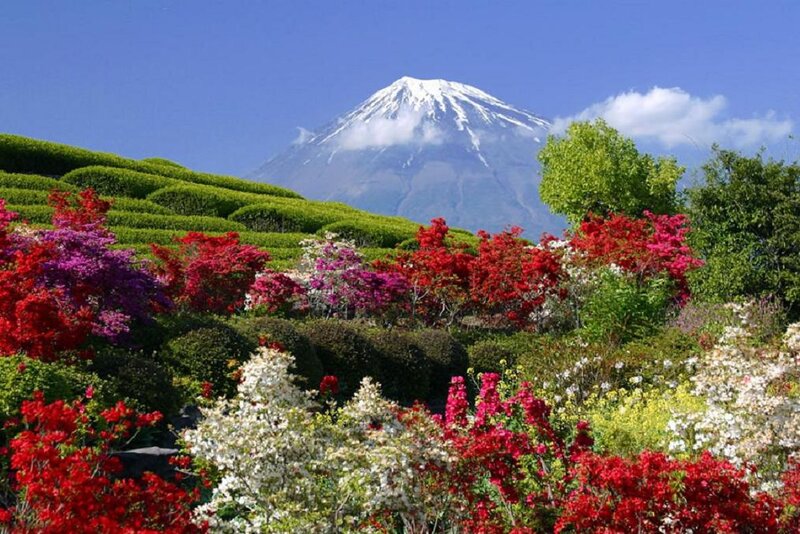 Mount Fuji with Flowers — Blue