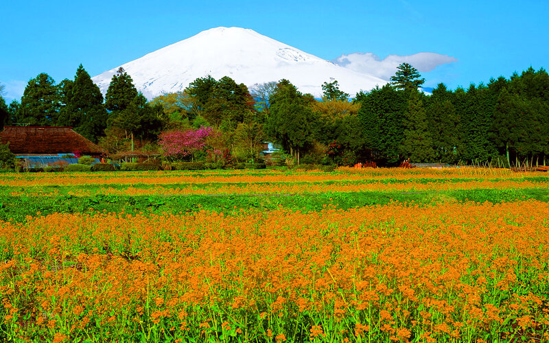 Mount Fuji with Flowers — Orange