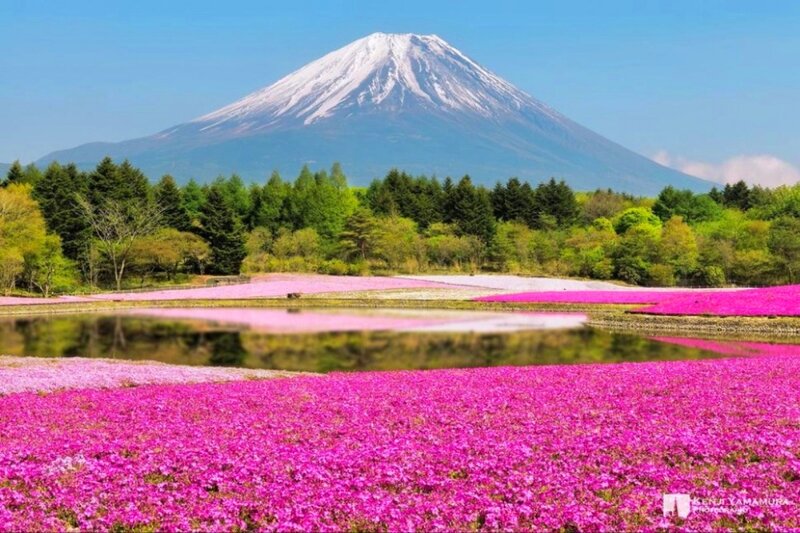 Mount Fuji with Flowers — Pink, Serene, Spring, Photograph