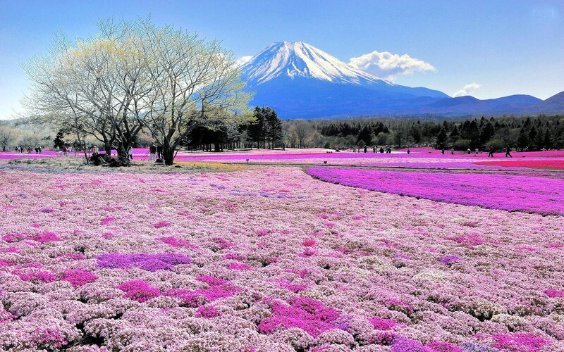 Mount Fuji with Flowers — Pink, Serene, Spring