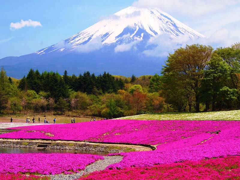 Mount Fuji with Flowers — Pink