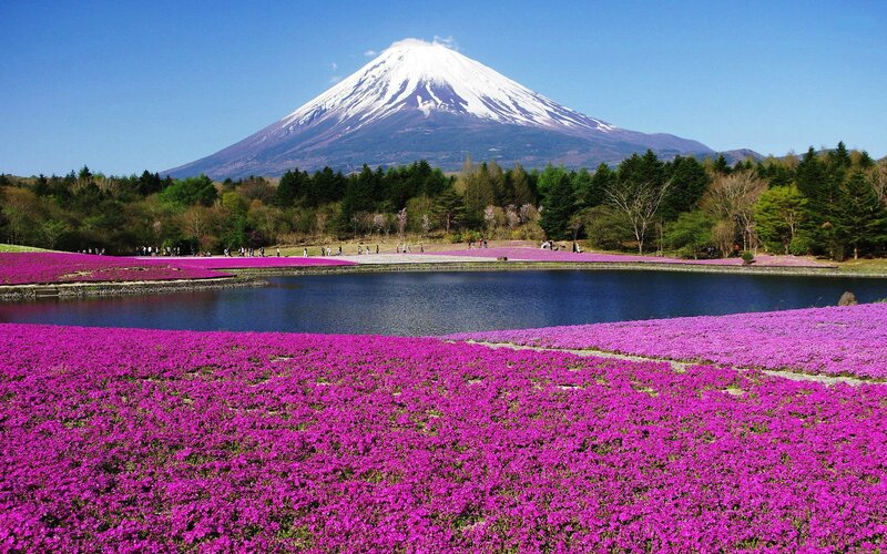 Mount Fuji with Flowers — Purple, Serene