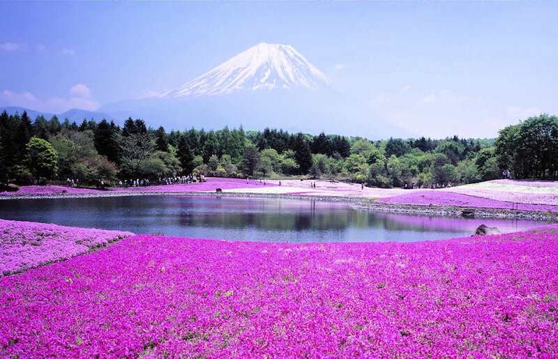 Mount Fuji with Flowers — Purple