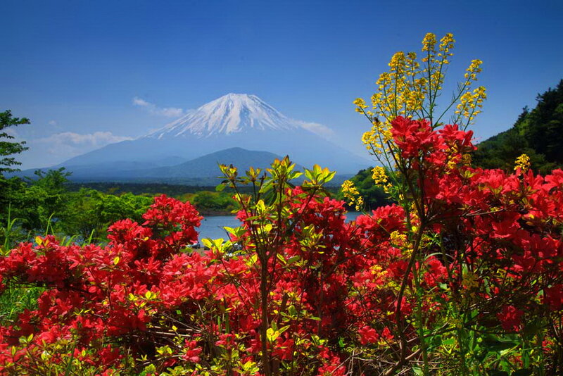 Mount Fuji with Flowers — Red, Serene, Spring