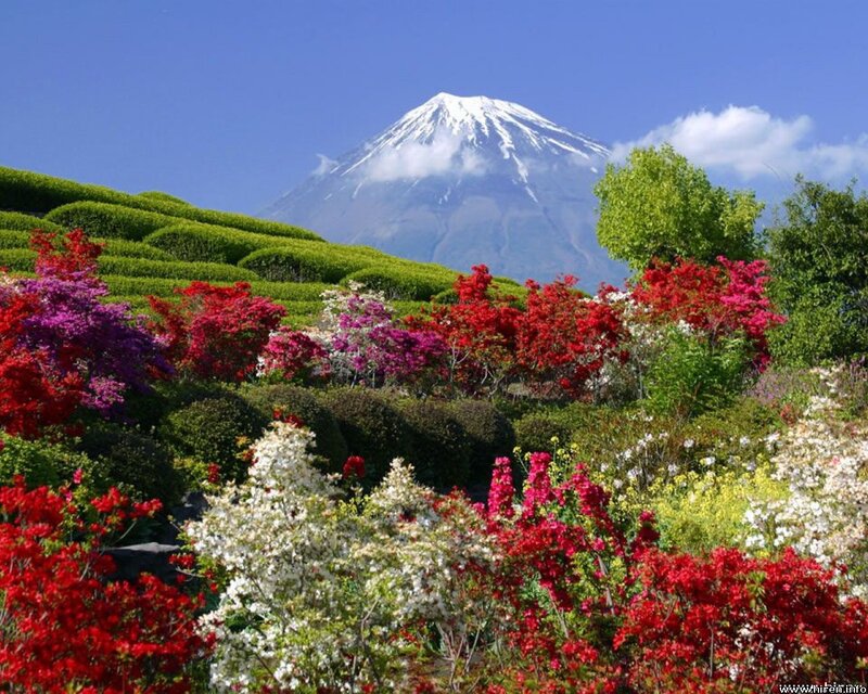 Mount Fuji with Flowers — Red, Serene