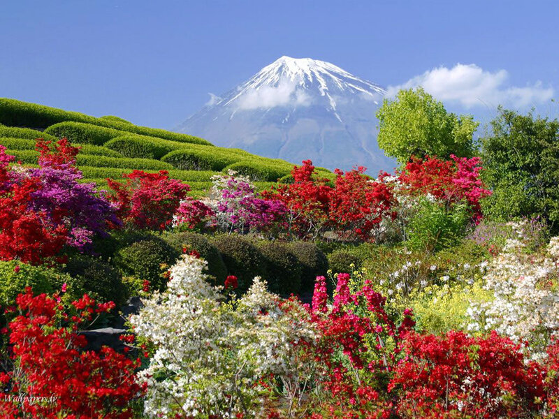 Mount Fuji with Flowers — Red