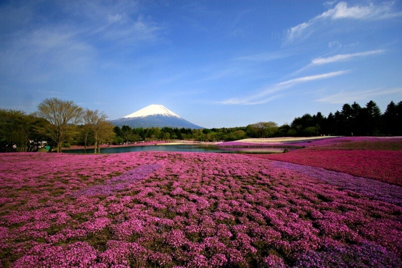 Mount Fuji with Flowers