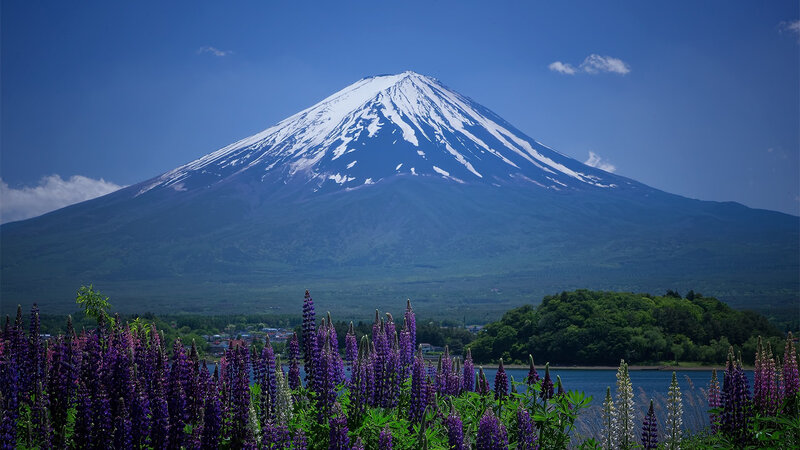Mount Fuji with Lupine Flowers