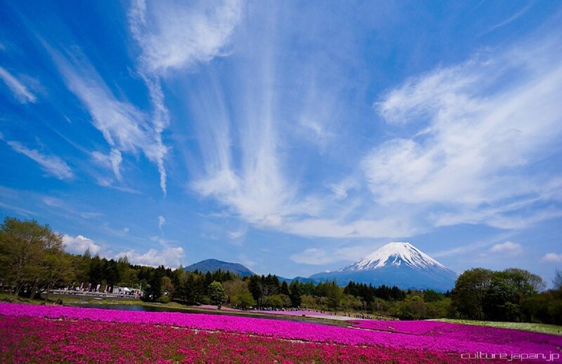 Mount Fuji with Pink Flowers — Blue
