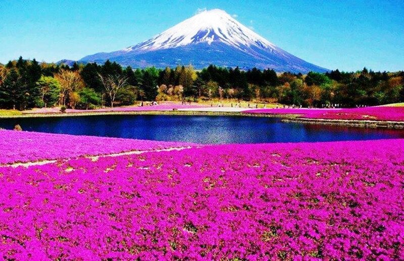 Mount Fuji with Pink Flowers — Purple, Serene