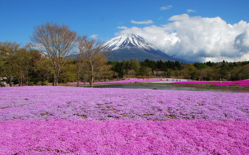 Mount Fuji with Pink Flowers — Purple