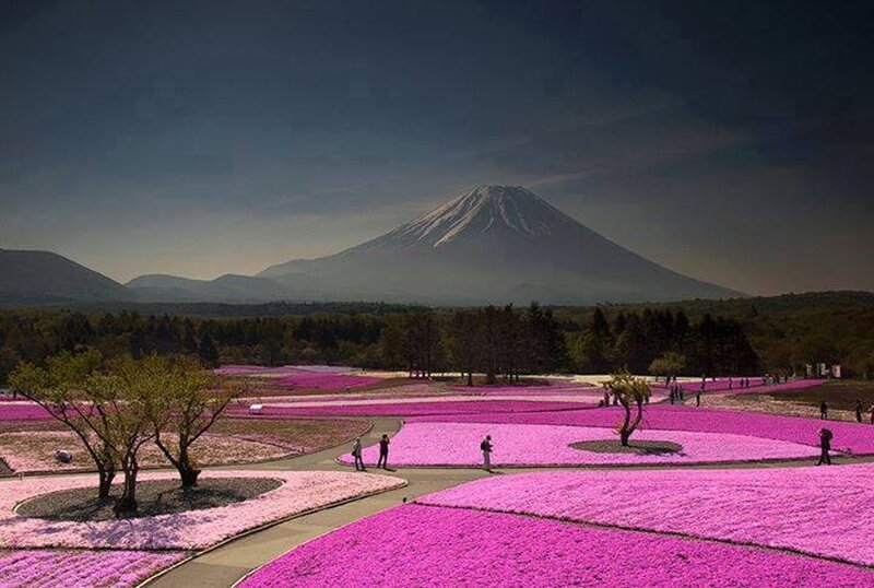 Mount Fuji with Pink Flowers — Serene, Spring