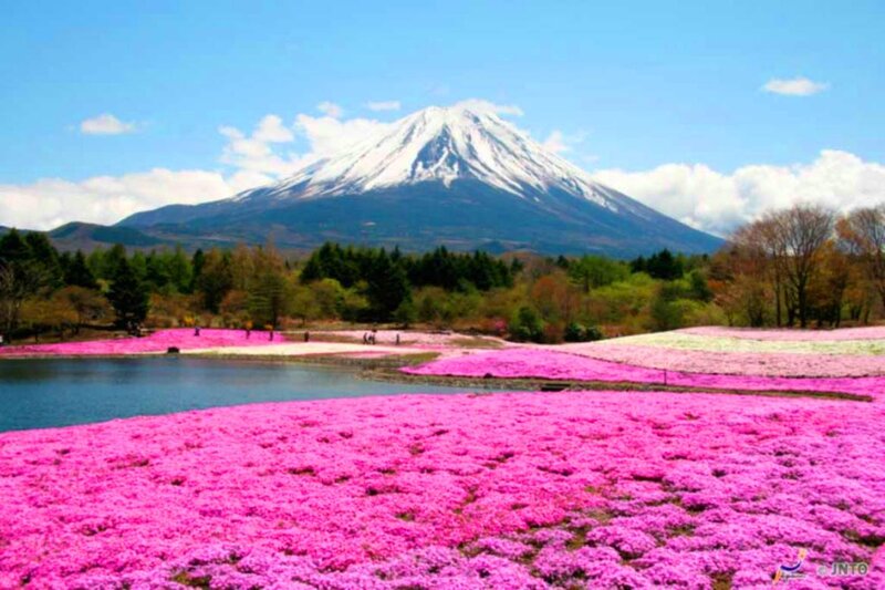 Mount Fuji with Pink Flowers — Serene