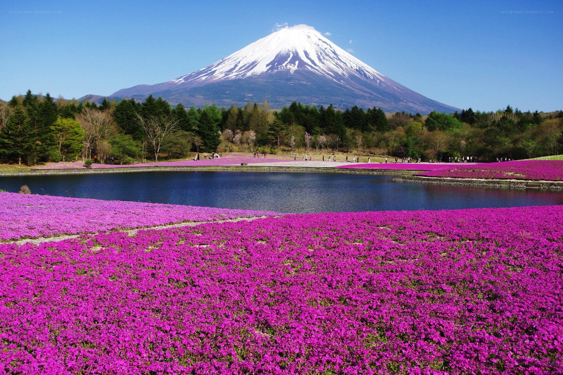 Mount Fuji with pink flowers