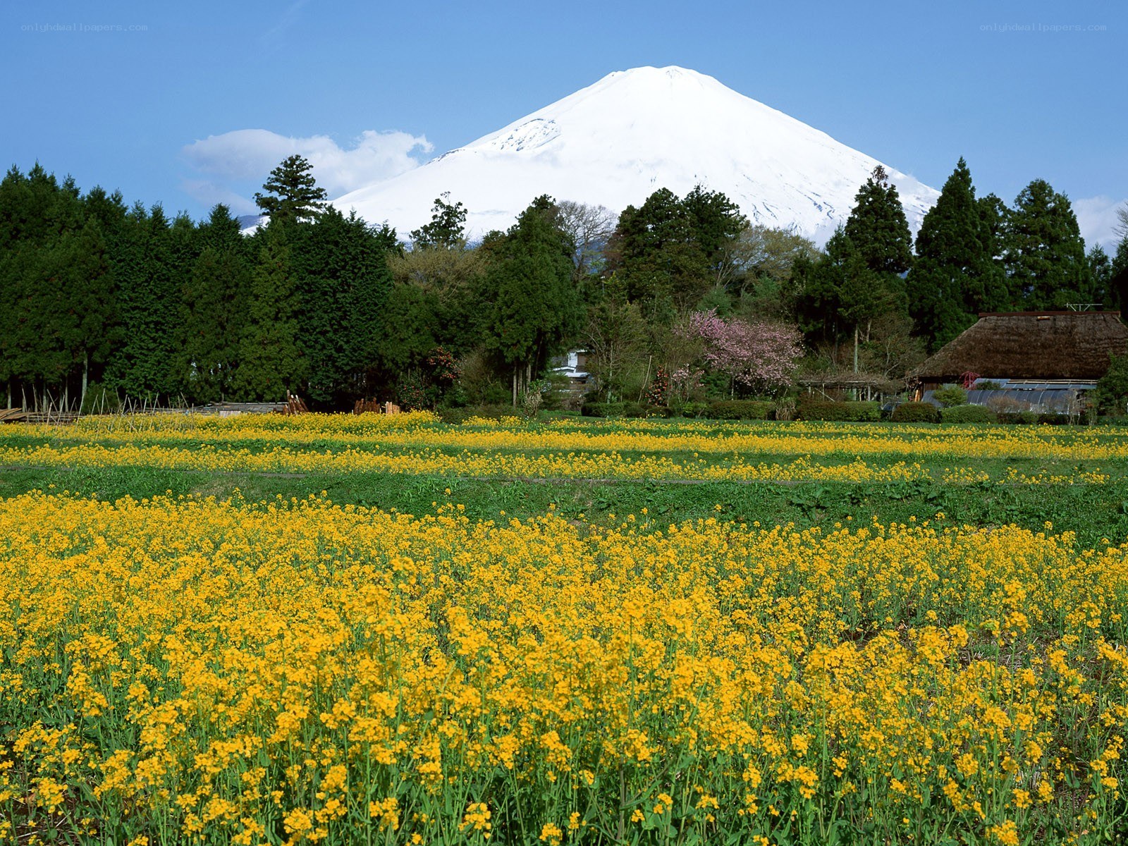 Mount Fuji with rapeseed field