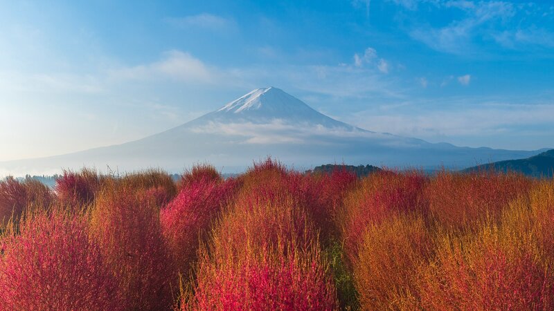 Mount Fuji with Red Bushes