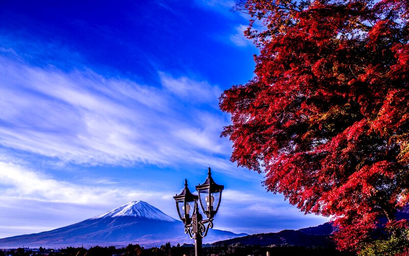Mount Fuji with Red Tree