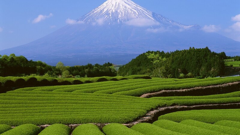 Mount Fuji with tea fields