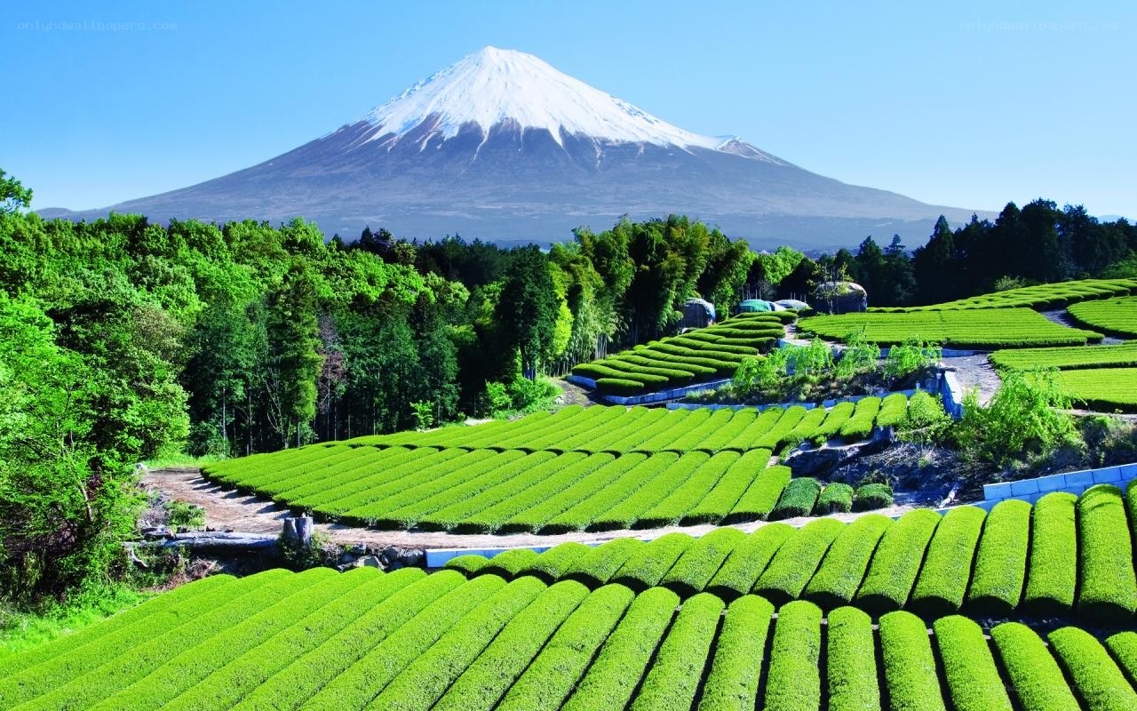 Mount Fuji with tea fields