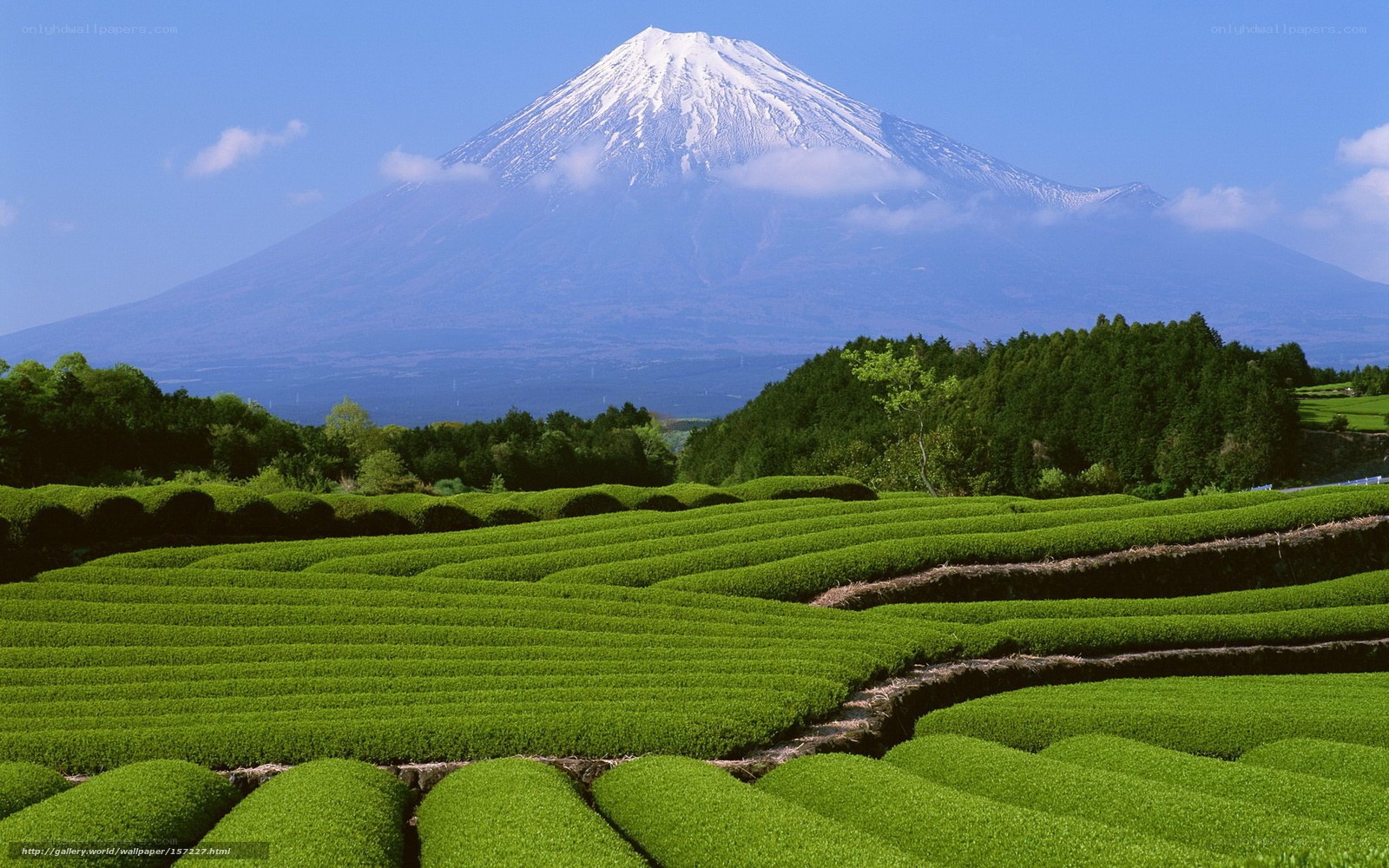 Mount Fuji with tea fields