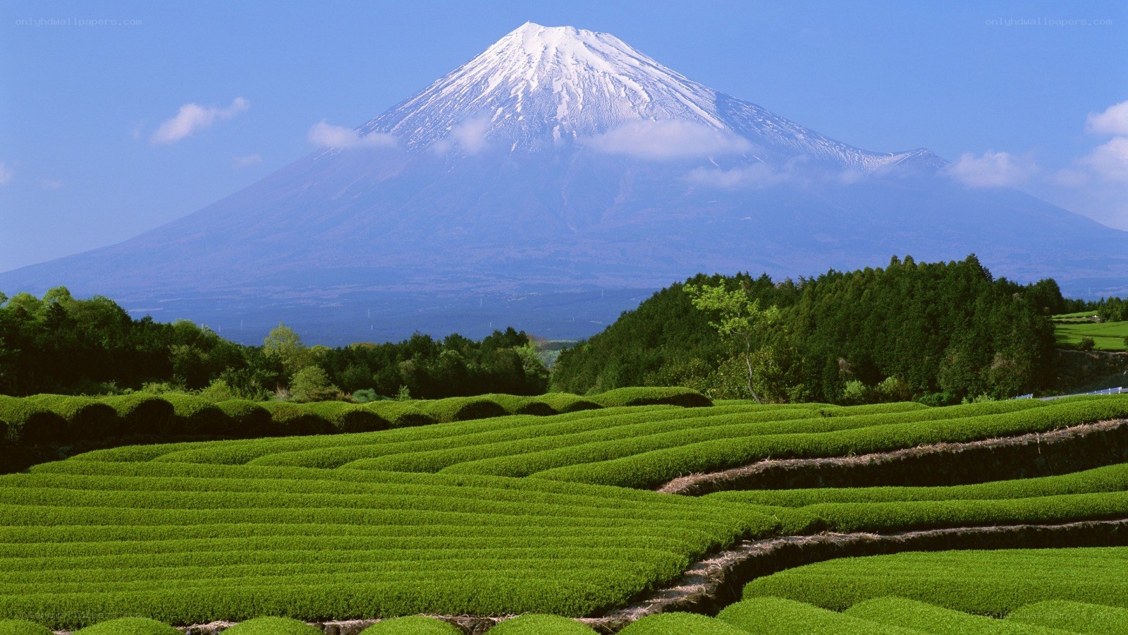 Mount Fuji with tea fields