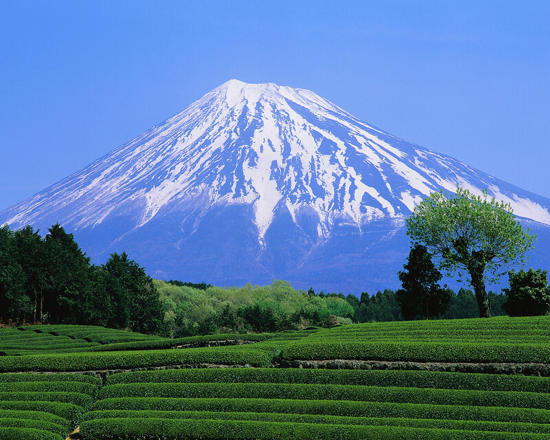 Mount Fuji with tea fields
