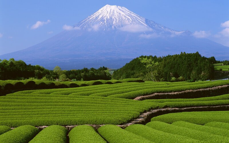 Mount Fuji with tea fields