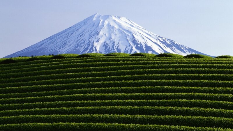 Mount Fuji with tea fields