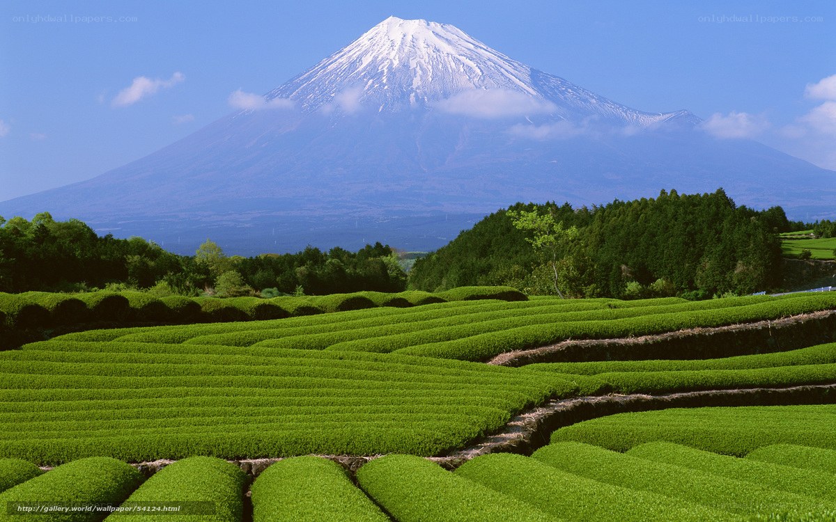 Mount Fuji with tea fields