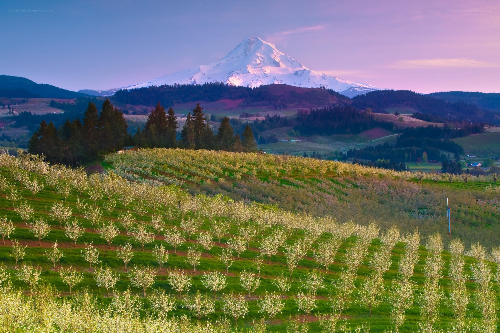 Mount Hood at dawn with orchard