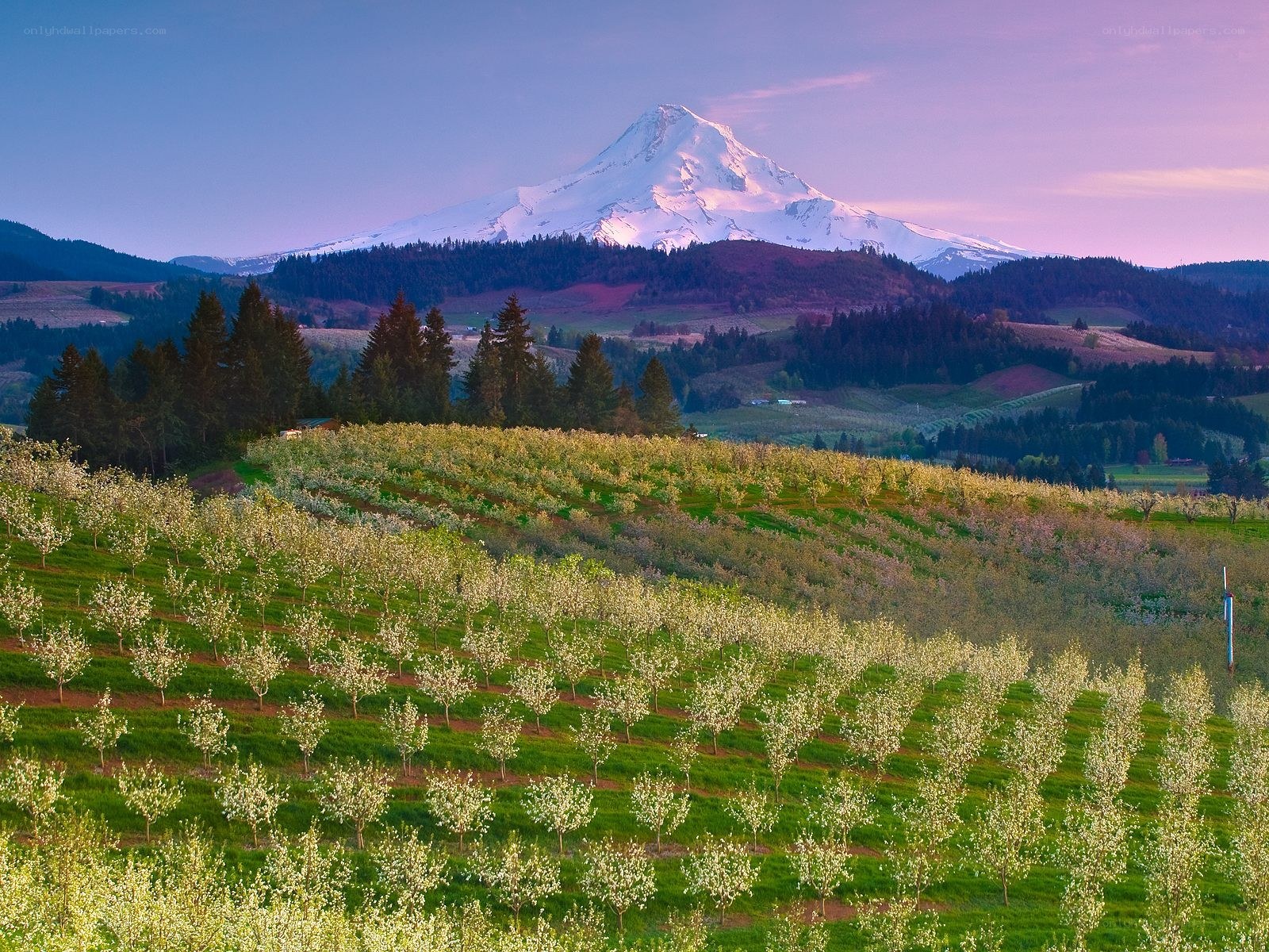 Mount Hood with blooming orchard