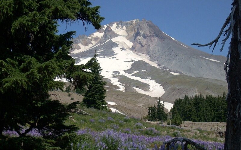 Mount Hood with wildflowers
