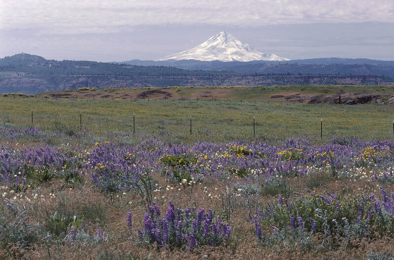 Mount Hood with wildflowers