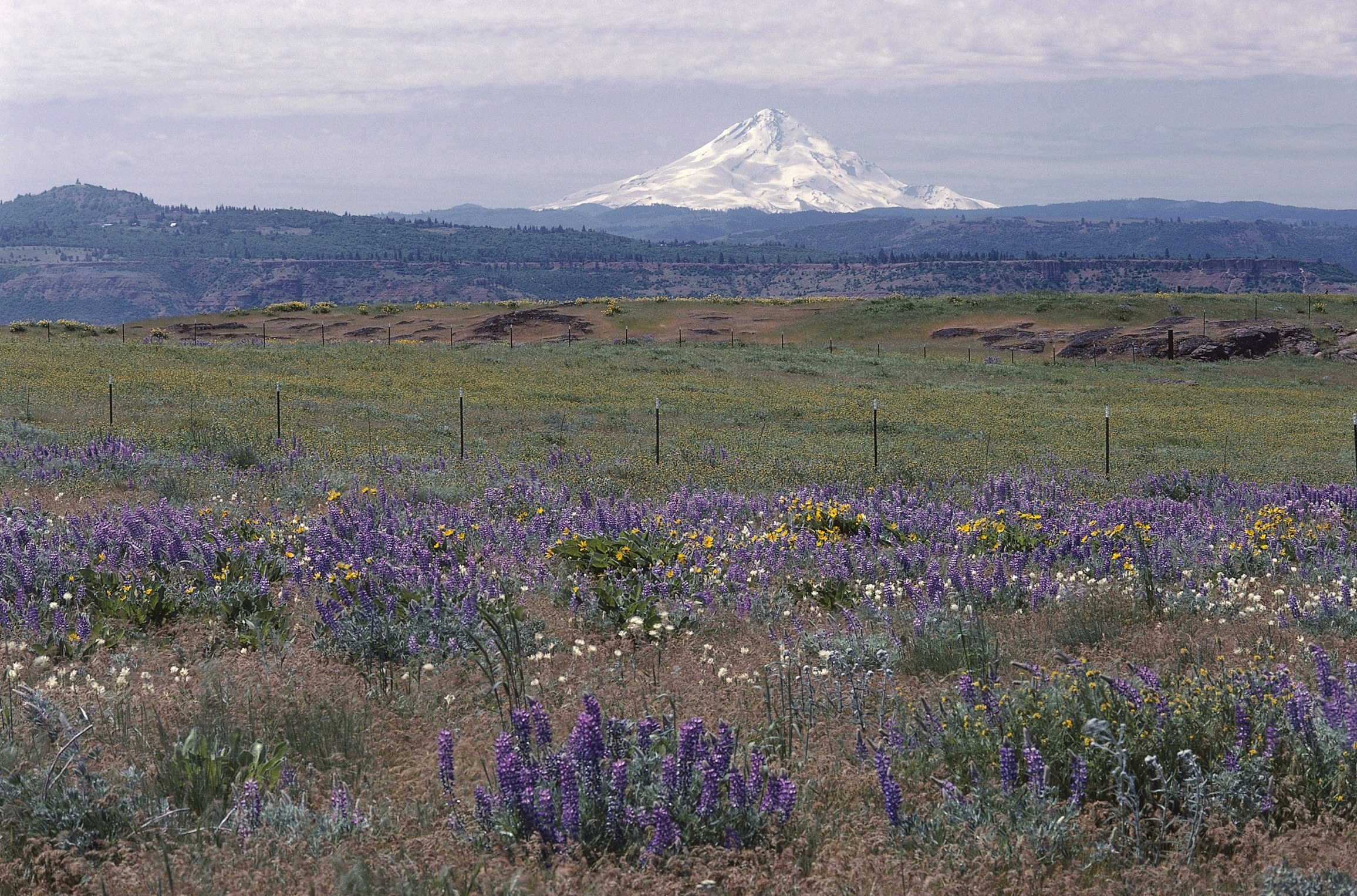 Mount Hood with wildflowers