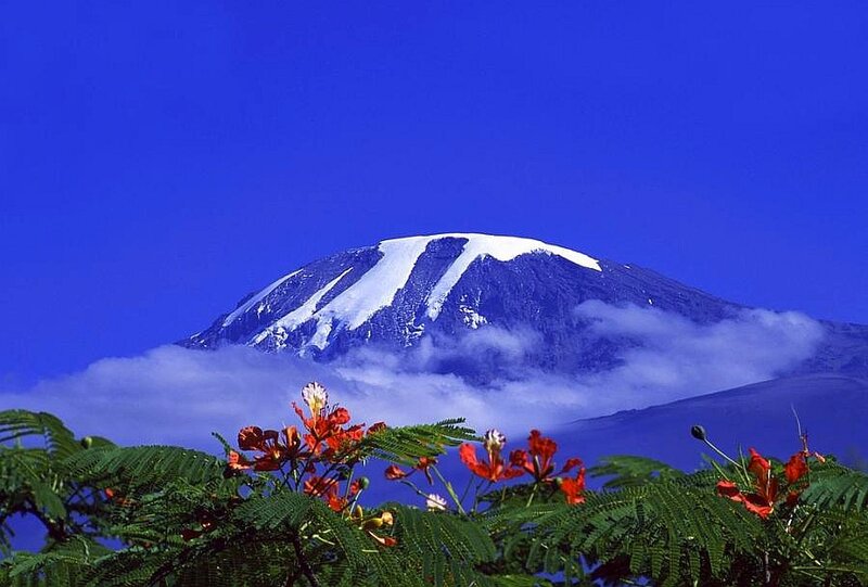 Mount Kilimanjaro with flowers
