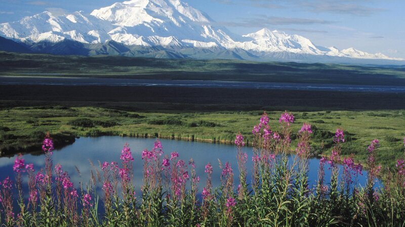 Mount McKinley with wildflowers