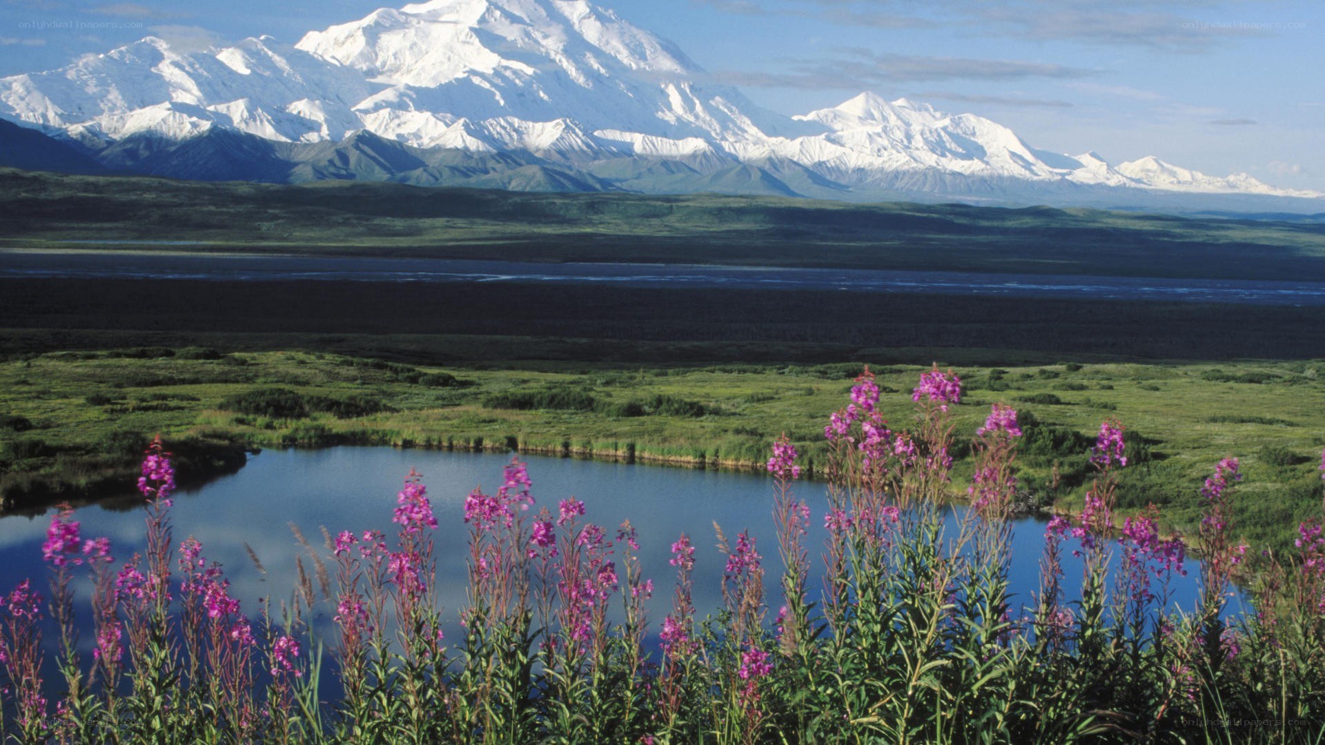 Mount McKinley with wildflowers