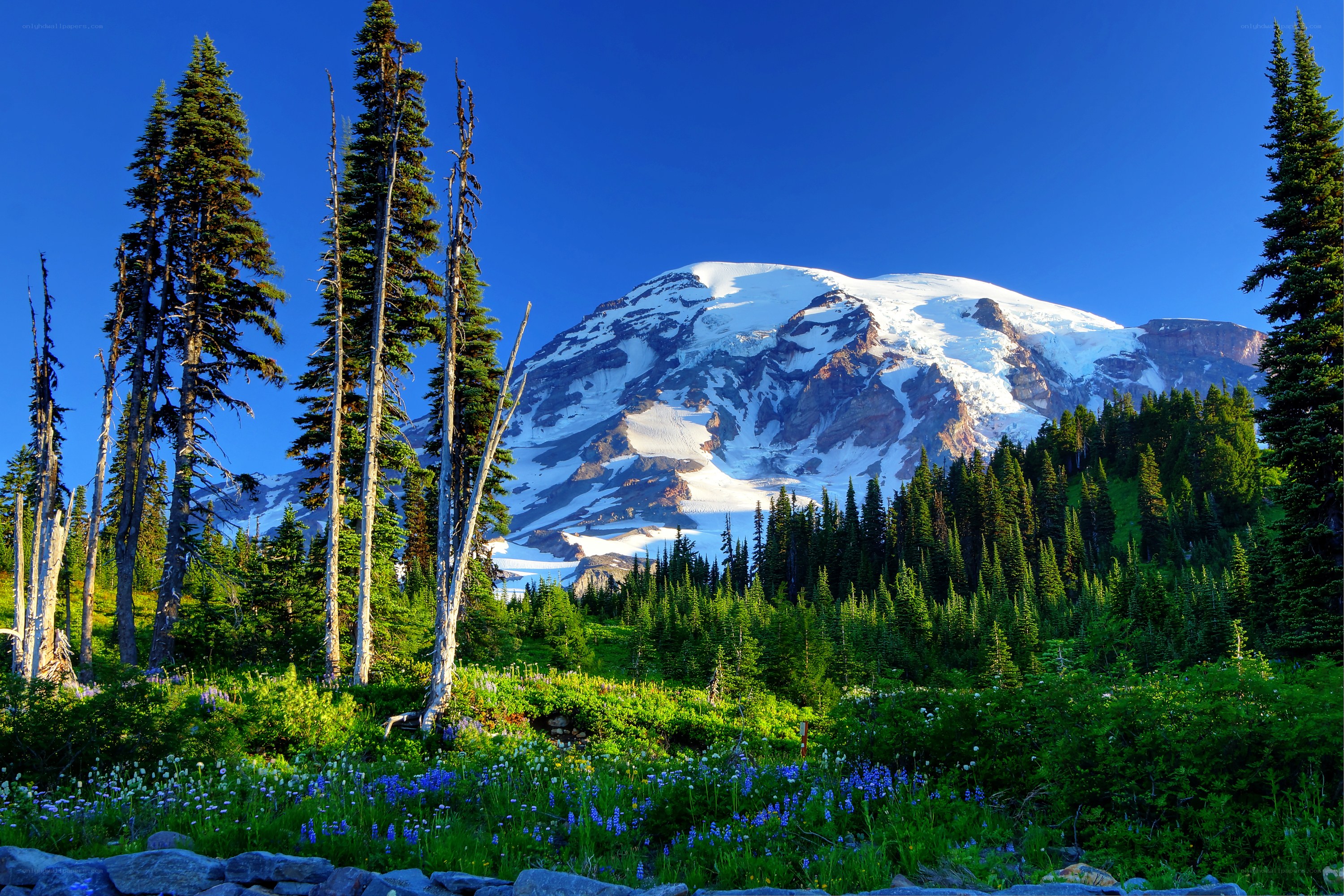 Mount Rainier in summer