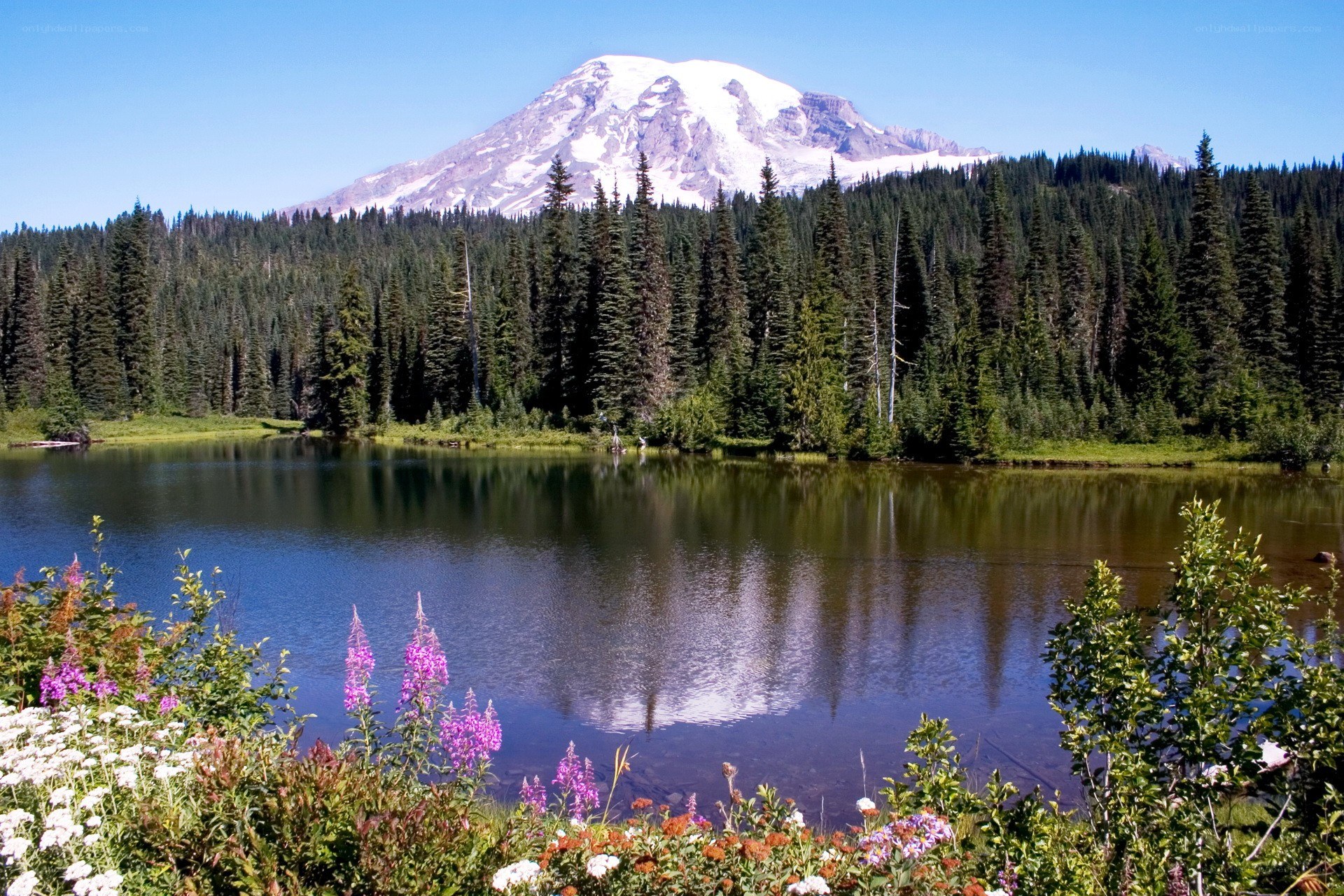 Mount Rainier reflected in a lake