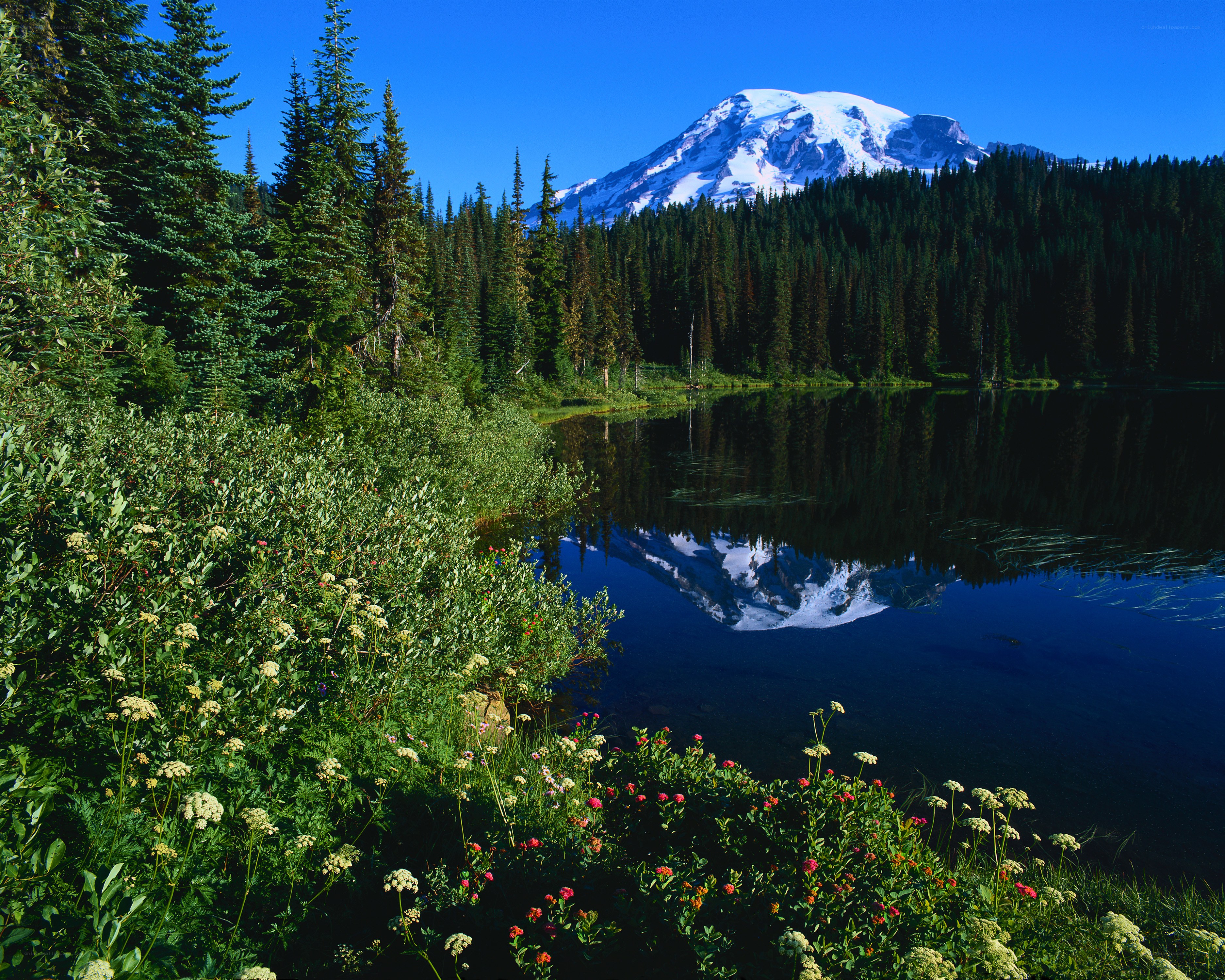 Mount Rainier reflected in a lake