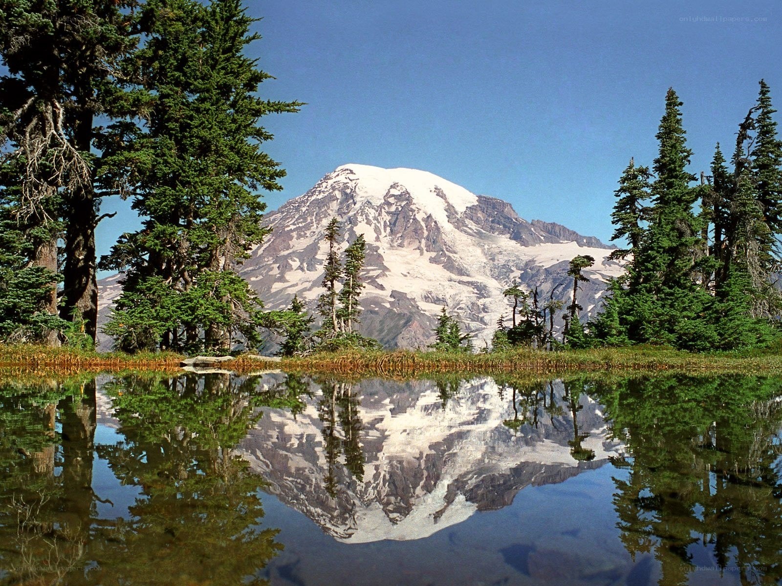 Mount Rainier reflection in a pond