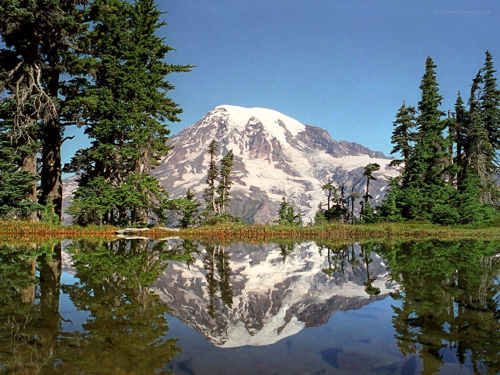 Mount Rainier reflection in a pond