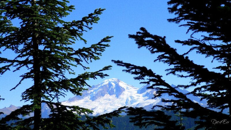 Mount Rainier through pine trees
