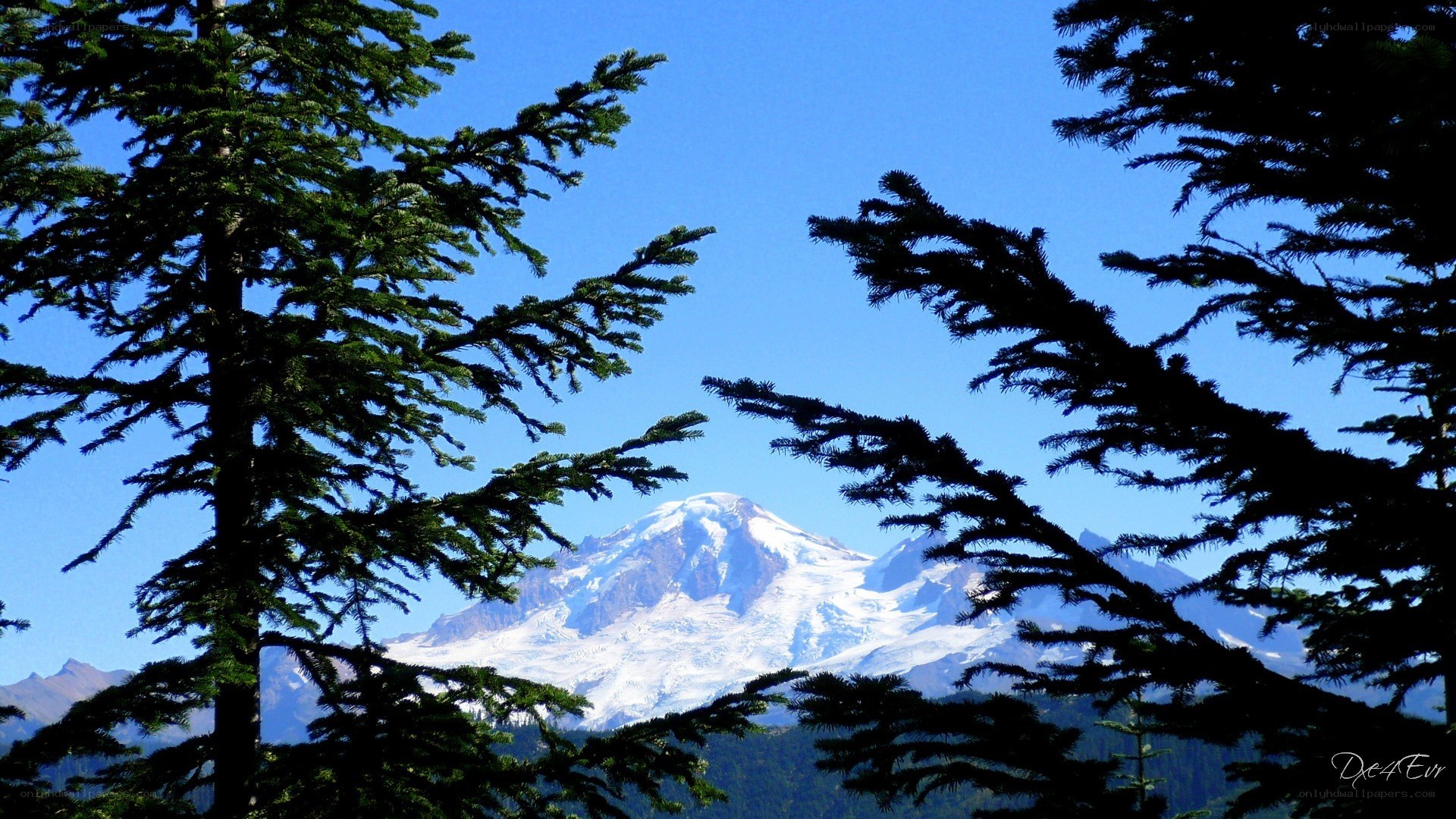 Mount Rainier through pine trees