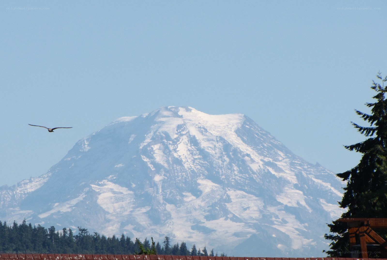 Mount Rainier with a bird in flight