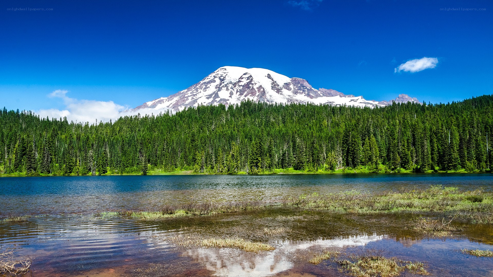 Mount Rainier with lake and forest