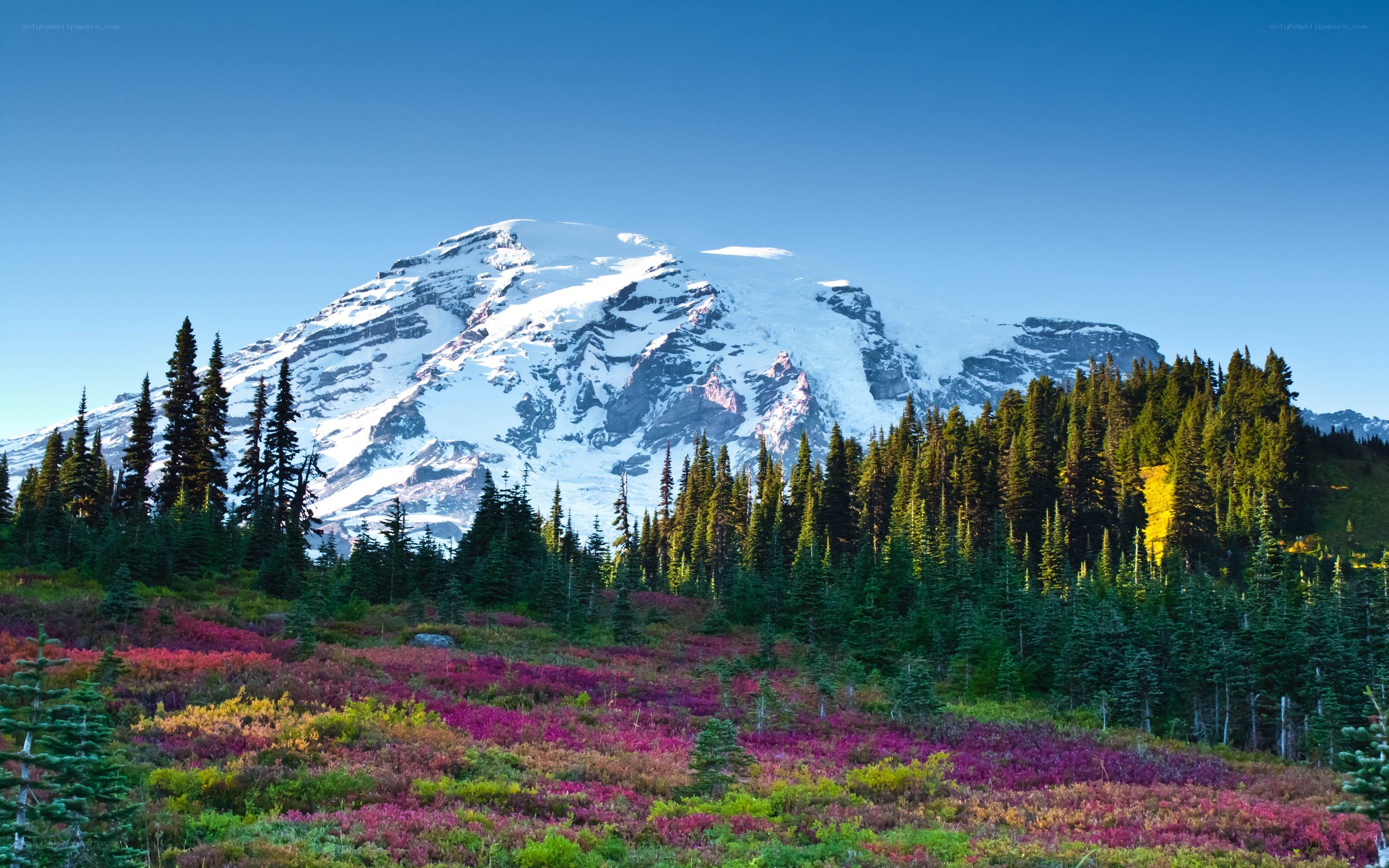 Mount Rainier with wildflowers