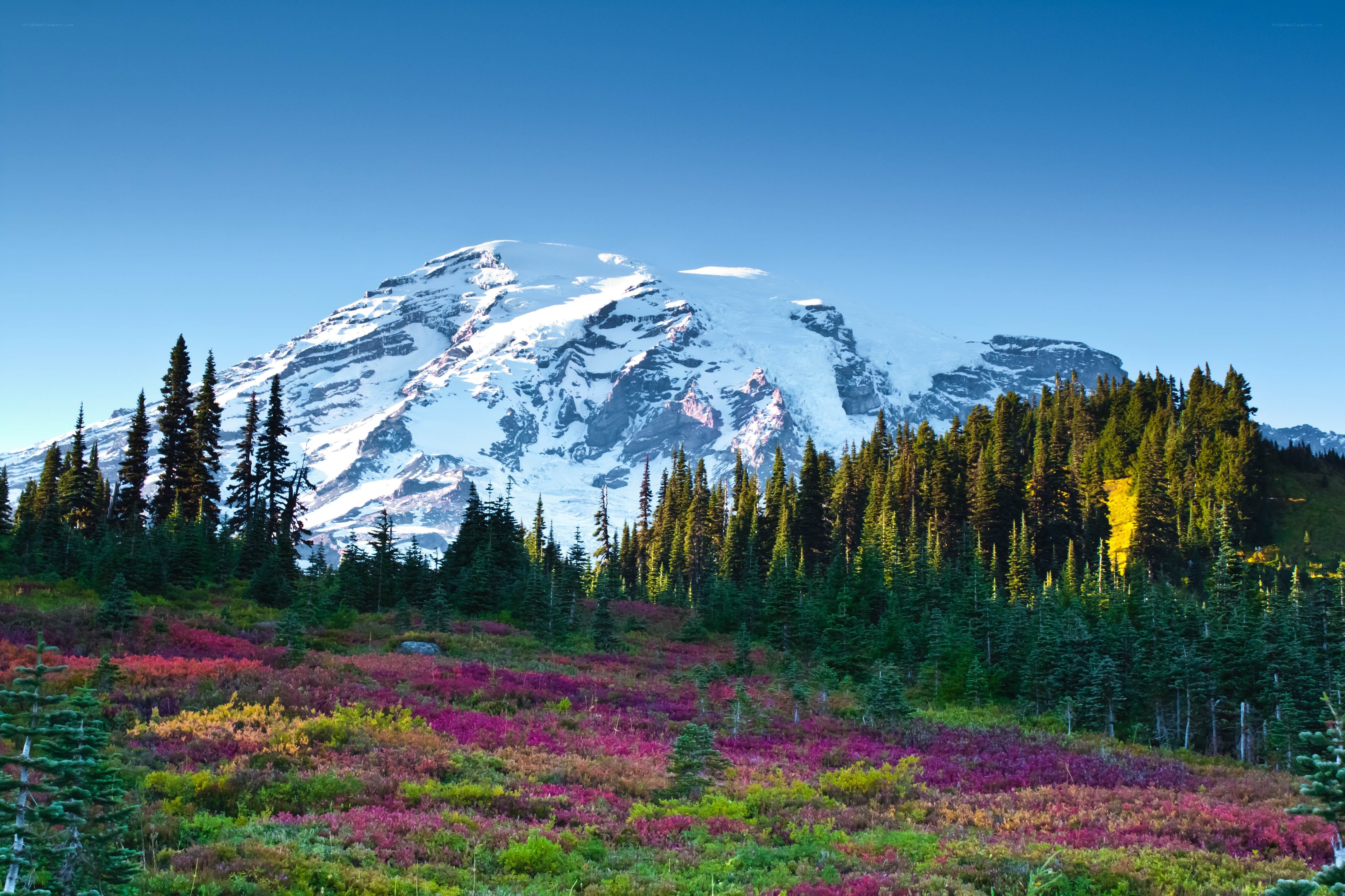 Mount Rainier with wildflowers
